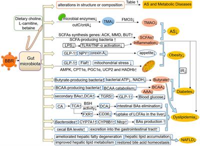 Multi-Pharmacology of Berberine in Atherosclerosis and Metabolic Diseases: Potential Contribution of Gut Microbiota